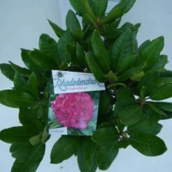 Rhododendron (Rhododendron 'American Beauty') -PlantenPracht Winkel american beauty c5 boven 3