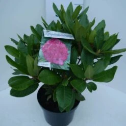 Rhododendron (Rhododendron 'American Beauty') -PlantenPracht Winkel american beauty c5 zij 3