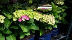 Hortensia (Hydrangea 'Magical Jewel Pink') -PlantenPracht Winkel amethyst01