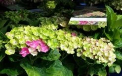Hortensia (Hydrangea 'Magical Jewel Pink') -PlantenPracht Winkel amethyst01c 1