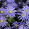 Echte Bosanemoon (Anemone Blanda 'Blue Shades') -PlantenPracht Winkel anemone blanda blueshades2 1