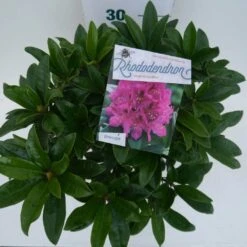 Rhododendron (Rhododendron 'Anah Kruschke') -PlantenPracht Winkel annah kruschke c5 boven
