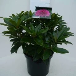 Rhododendron (Rhododendron 'Anah Kruschke') -PlantenPracht Winkel annah kruschke c5 voor 2