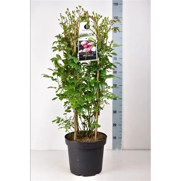 Klimroos (Rosa 'Anna's Pink Rambler') 4 Klimroos (Rosa 'Anna's Pink Rambler') - Afbeelding 2