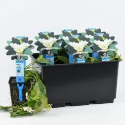 Kaapse Waterlelie (Aponogeton Distachyos) 7 Kaapse Waterlelie (Aponogeton Distachyos) -PlantenPracht Winkel aponogeton distachyos 20180404183940 e 10930