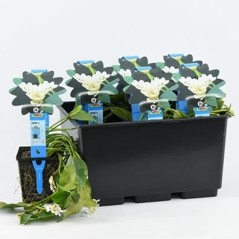 Kaapse Waterlelie (Aponogeton Distachyos) 5 Kaapse Waterlelie (Aponogeton Distachyos) - Afbeelding 3