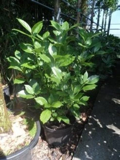 Broodboom (Aucuba Japonica 'Rozannie') 11 Broodboom (Aucuba Japonica 'Rozannie') -PlantenPracht Winkel aucuba japonica rozannie 80 100 c25