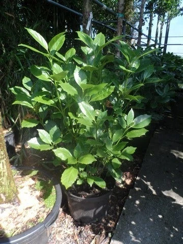 Broodboom (Aucuba Japonica 'Rozannie') 4 Broodboom (Aucuba Japonica 'Rozannie') - Afbeelding 2