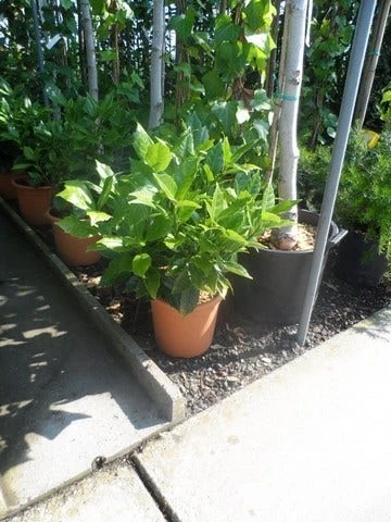 Broodboom (Aucuba Japonica 'Rozannie') 7 Broodboom (Aucuba Japonica 'Rozannie') - Afbeelding 5