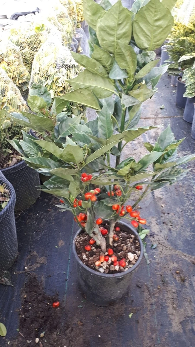 Broodboom (Aucuba Japonica 'Rozannie') 10 Broodboom (Aucuba Japonica 'Rozannie') - Afbeelding 8