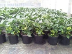 Broodboom (Aucuba Japonica 'Rozannie') 16 Broodboom (Aucuba Japonica 'Rozannie') -PlantenPracht Winkel aucuba rozannie p17