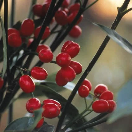 Broodboom (Aucuba Japonica 'Rozannie') 3 Broodboom (Aucuba Japonica 'Rozannie')