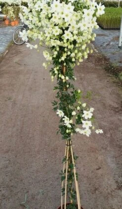 Groenblijvende Clematis (Clematis 'Avalanche') -PlantenPracht Winkel avalanche r 180cm 1