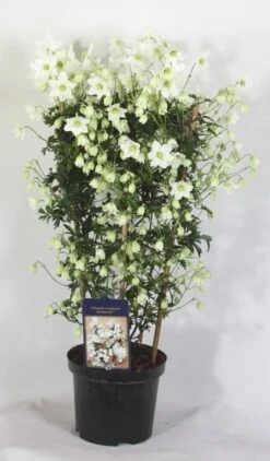 Groenblijvende Clematis (Clematis 'Avalanche')