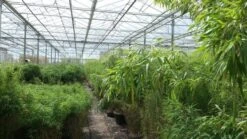 Niet Woekerende Bamboe (Fargesia Murieliae 'Jumbo') -PlantenPracht Winkel bamboe 1