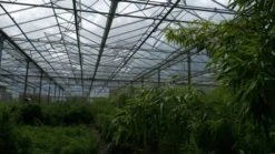 Niet Woekerende Bamboe (Fargesia 'Jiuzhaigou') -PlantenPracht Winkel bamboe 2