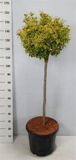 Kardinaalshoed Op Stam (Euonymus Japonicus 'Aureus') -PlantenPracht Winkel bc88a2ba3e99a73a1f95554f396bcc6d 2