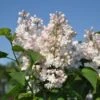 Sering (Syringa Vulgaris 'Beauty Of Moscow') -PlantenPracht Winkel beauty of moscow