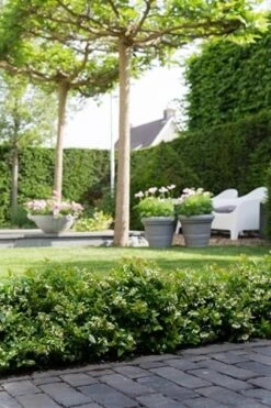 BerryBux Blauwe Bes (Vaccinium Angustifolium ’BerryBux') -PlantenPracht Winkel berrybux heg bloei hr 4095 1