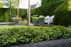 BerryBux Blauwe Bes (Vaccinium Angustifolium ’BerryBux') -PlantenPracht Winkel berrybux heg bloei hr 4057