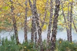 Zwarte Berk (Betula Nigra) -PlantenPracht Winkel betula nigra01 1