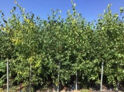 Meerstammige Berk (Betula Pendula) -PlantenPracht Winkel betula pendula 200 250cm meerstammig 1