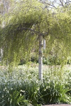 Treurberk (Betula Pendula 'Tristis') -PlantenPracht Winkel betula pendula tristis01