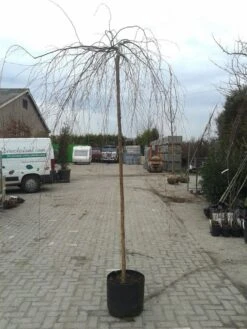 Prieelberk (Betula Pendula 'Youngii') -PlantenPracht Winkel betula pendula youngi 1