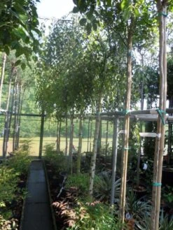Prieelberk (Betula Pendula 'Youngii') -PlantenPracht Winkel betula pendula youngii 14 16ho cont 1