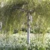 Berk Als Dakboom (Betula Pendula) -PlantenPracht Winkel betulapendulav03