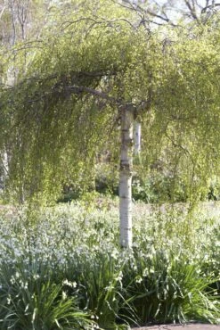 Berk Als Dakboom (Betula Pendula)