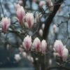 Beverboom (Magnolia Soulangeana Als Boom) -PlantenPracht Winkel beverboom magnolia soulangeana 507 644