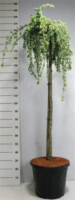 Treurceder Op Stam (Cedrus Libani 'Glauca Pendula') -PlantenPracht Winkel bf626bb3ffe06d8a36e0e5cfc965630a 2