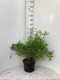 Niet Woekerende Bamboe (Fargesia Murieliae 'Bimbo') -PlantenPracht Winkel bimbo c10
