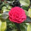 Camelia Als Leivorm (Camellia Japonica 'Black Lace') -PlantenPracht Winkel blacklace