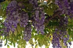 Blauwe Regen (Wisteria Sinensis 'Prolific') -PlantenPracht Winkel blauweregen 2