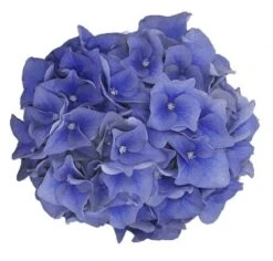 Hortensia Blue Ballad (Hydrangea 'Music Collection') -PlantenPracht Winkel blue ballad