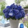 Hortensia Blue Boogiewoogie (Hydrangea 'Music Collection') -PlantenPracht Winkel blue boogiewoogie 2 3