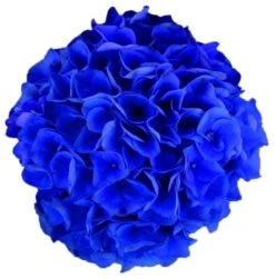 Hortensia Blue Boogiewoogie (Hydrangea 'Music Collection') -PlantenPracht Winkel blue boogiewoogie 2 4 2