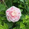 Camelia Als Leivorm (Camellia Japonica 'Bonomiana') -PlantenPracht Winkel bonomiana 3