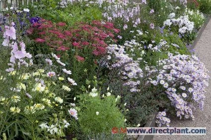 Borderpakket Pastel 3 Borderpakket Pastel