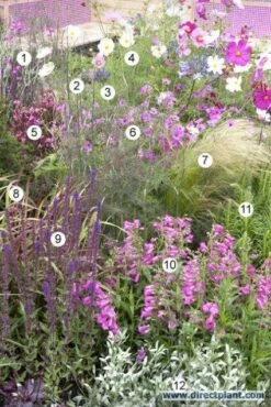 Borderpakket Zacht Roze