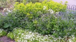 Borderpakket Schaduw In Blauw En Wit (3 M²) -PlantenPracht Winkel borderpakket schaduw