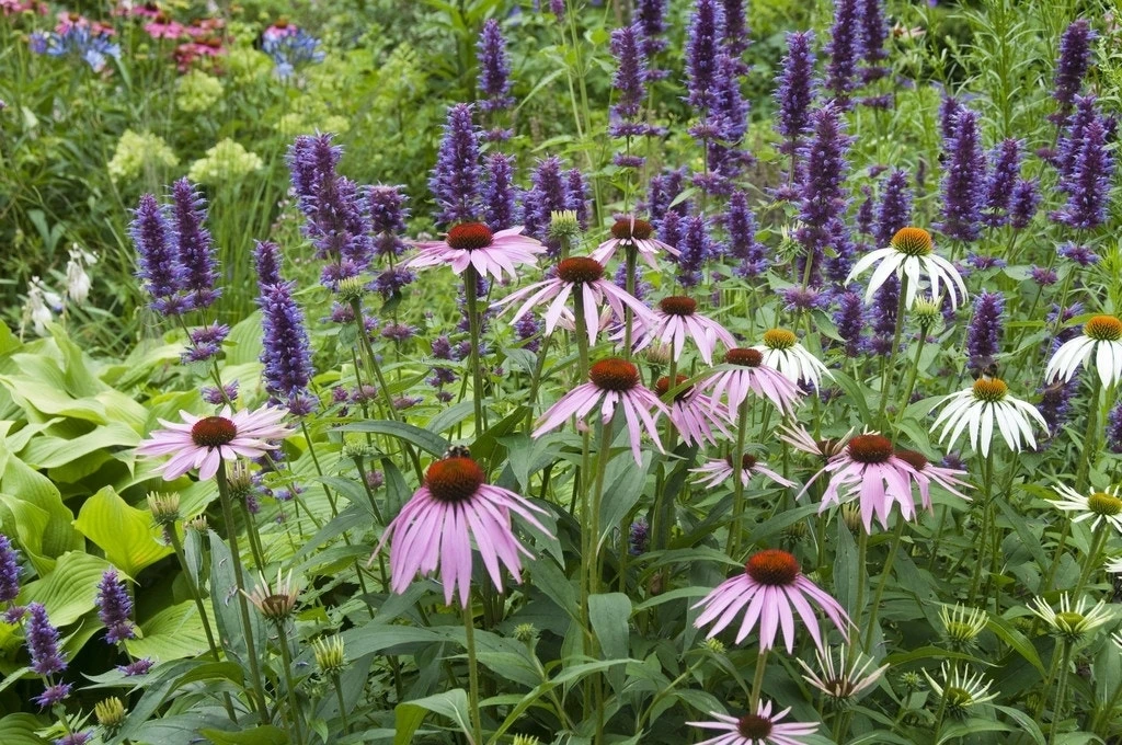 Borderpakket Stralend Blauw-Roze 3 Borderpakket Stralend Blauw-Roze