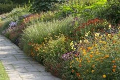 Borderpakket Vrolijke Zomerbloeiers