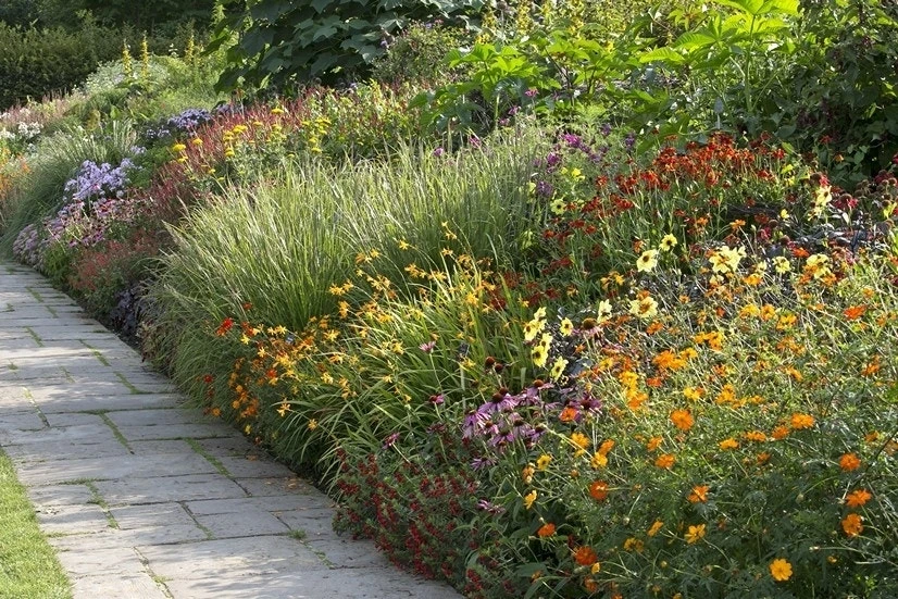 Borderpakket Vrolijke Zomerbloeiers 3 Borderpakket Vrolijke Zomerbloeiers
