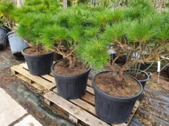 Meerstammige Japanse Pijnboom (Pinus Parviflora 'Brevifolia') -PlantenPracht Winkel brevifolia 3