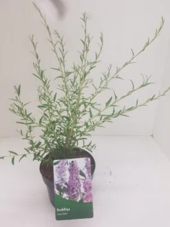 Vlinderstruik (Buddleja Alternifolia) -PlantenPracht Winkel budd alternifolia 2