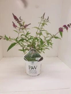 Vlinderstruik (Buddleja 'Miss Ruby') -PlantenPracht Winkel budd miss ruby 2
