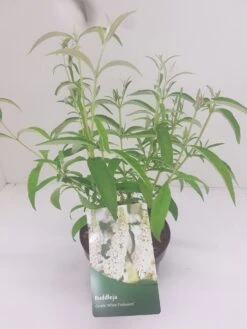 Vlinderstruik (Buddleja Davidii 'White Profusion') -PlantenPracht Winkel budd white profusion